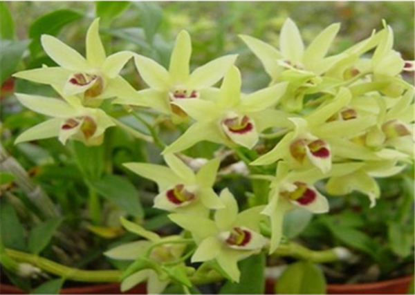 c鿴ԔϢ}Herba Dendrodii Flower xΔ(sh)2932