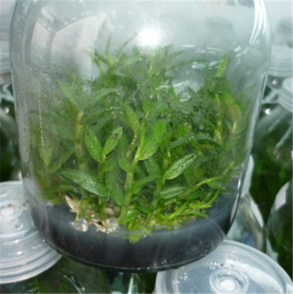 c鿴ԔϢ(bio)}Herba Dendrodii Pot Seedlings xΔ(sh)2245