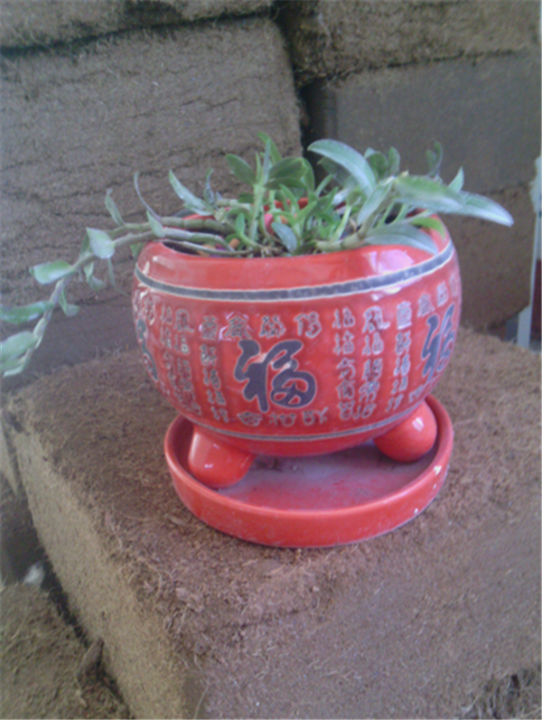 c鿴ԔϢ}Herba Dendrodii Pot Seedlings xΔ(sh)2614