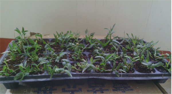 c鿴ԔϢ}Herba Dendrodii Plug Seedlings xΔ(sh)2761